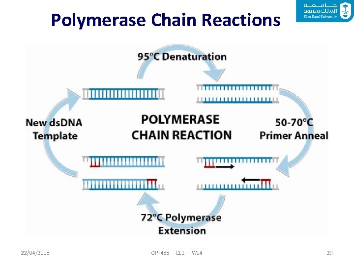 Polymerase Chain Reactions 22/04/2018 OPT 435 L 11 – W 14 29 
