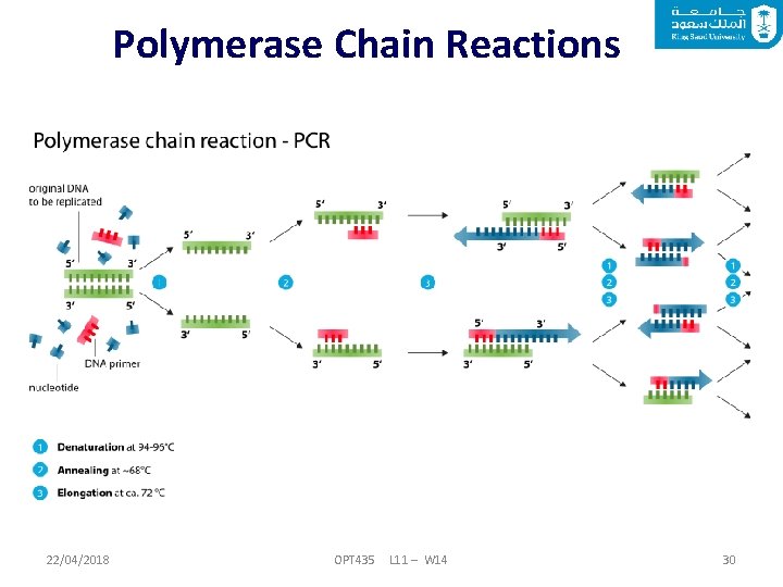 Polymerase Chain Reactions 22/04/2018 OPT 435 L 11 – W 14 30 