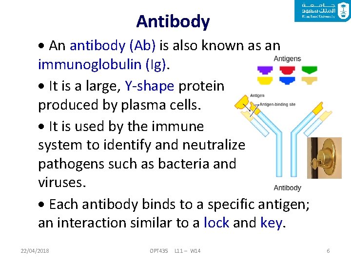Antibody An antibody (Ab) is also known as an immunoglobulin (Ig). It is a