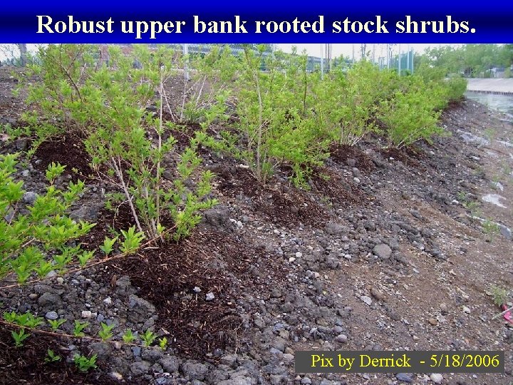 Robust upper bank rooted stock shrubs. Pix by Derrick - 5/18/2006 