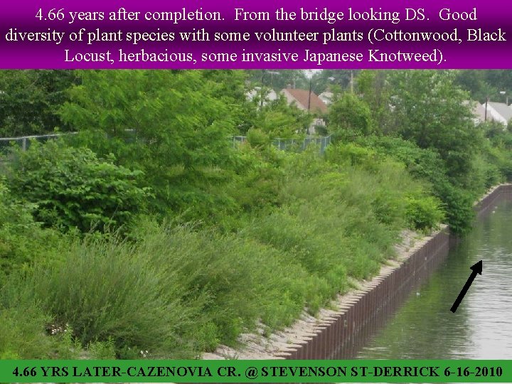 4. 66 years after completion. From the bridge looking DS. Good diversity of plant