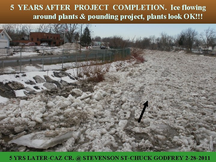 5 YEARS AFTER PROJECT COMPLETION. Ice flowing around plants & pounding project, plants look