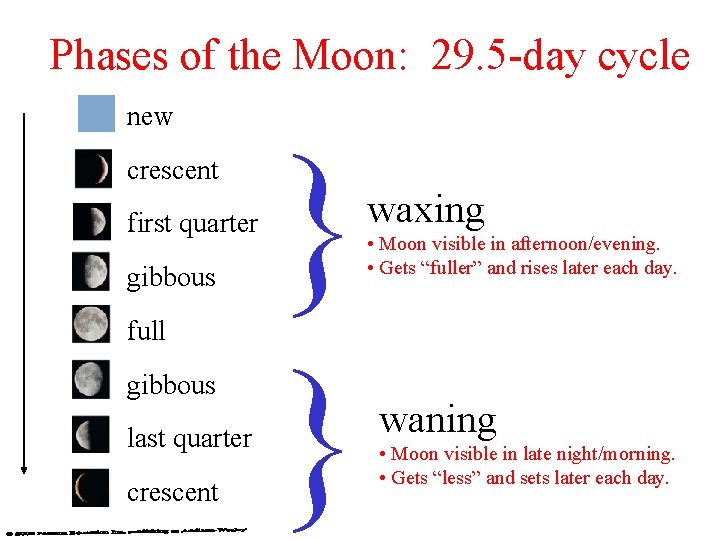 Phases of the Moon: 29. 5 -day cycle new crescent first quarter gibbous full