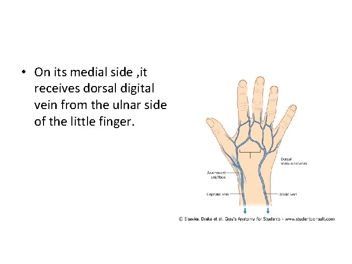  • On its medial side , it receives dorsal digital vein from the