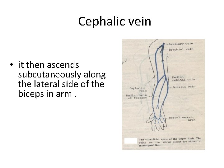 Cephalic vein • it then ascends subcutaneously along the lateral side of the biceps