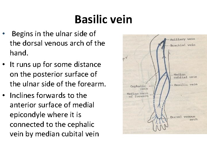 Basilic vein • Begins in the ulnar side of the dorsal venous arch of