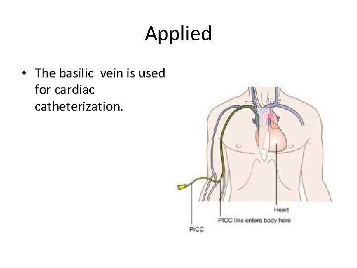 Applied • The basilic vein is used for cardiac catheterization. 