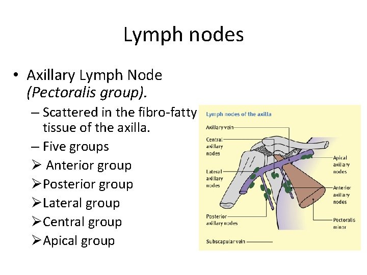 Lymph nodes • Axillary Lymph Node (Pectoralis group). – Scattered in the fibro-fatty tissue