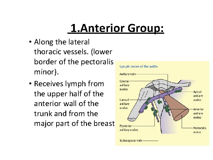 1. Anterior Group: • Along the lateral thoracic vessels. (lower border of the pectoralis