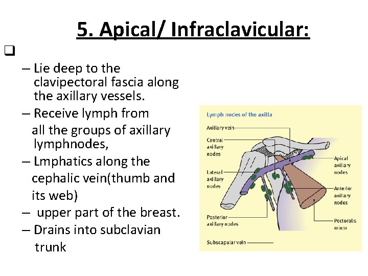 5. Apical/ Infraclavicular: q – Lie deep to the clavipectoral fascia along the axillary