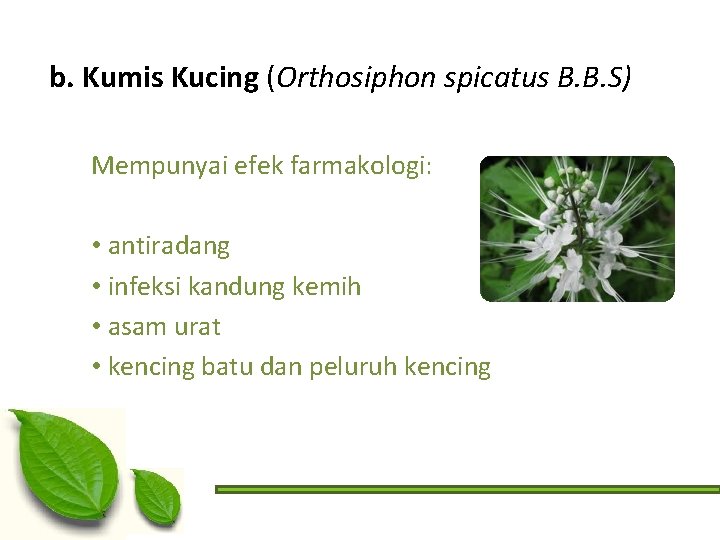 b. Kumis Kucing (Orthosiphon spicatus B. B. S) Mempunyai efek farmakologi: • antiradang •