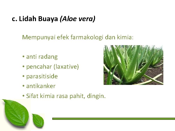 c. Lidah Buaya (Aloe vera) Mempunyai efek farmakologi dan kimia: • anti radang •