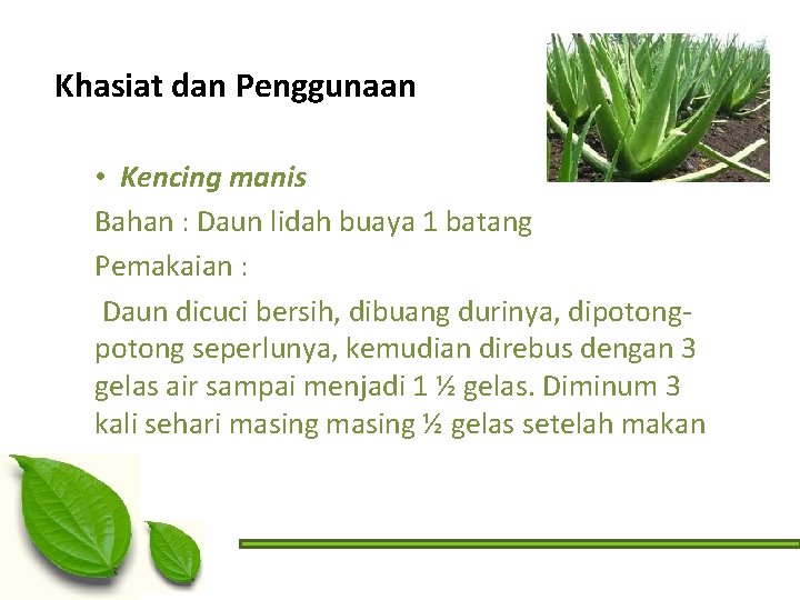 Khasiat dan Penggunaan • Kencing manis Bahan : Daun lidah buaya 1 batang Pemakaian