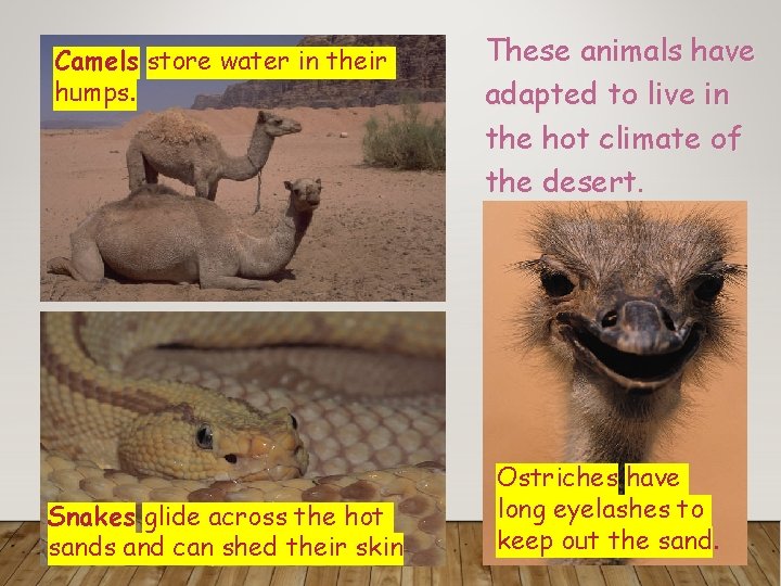 Camels store water in their humps. Snakes glide across the hot sands and can