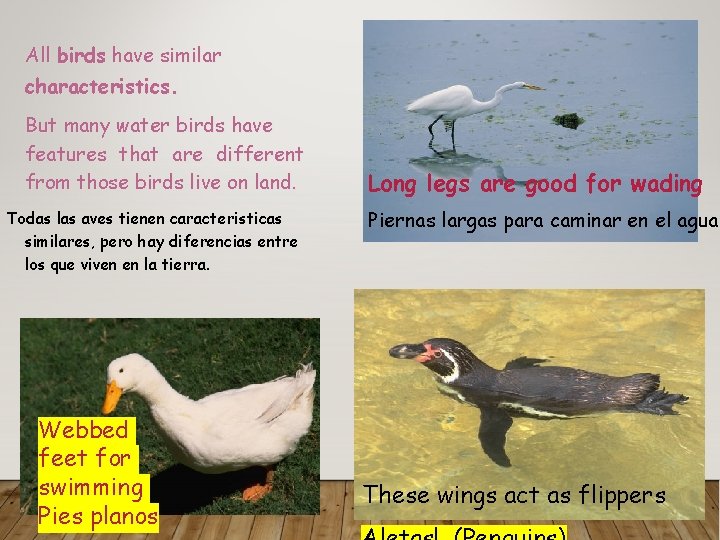 All birds have similar characteristics. But many water birds have features that are different