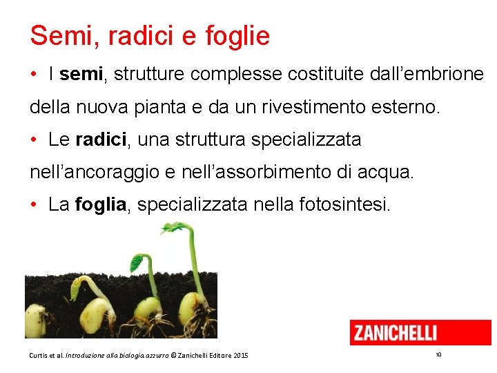 Semi, radici e foglie • I semi, strutture complesse costituite dall’embrione della nuova pianta