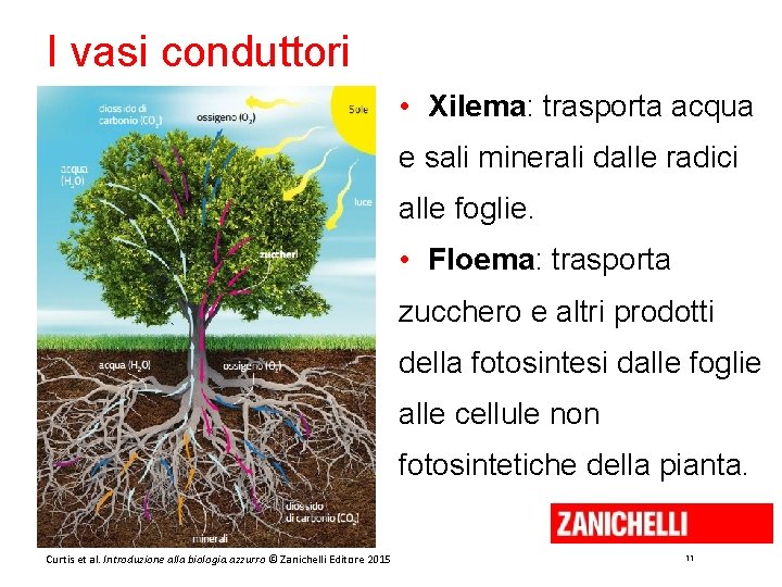 I vasi conduttori • Xilema: trasporta acqua e sali minerali dalle radici alle foglie.