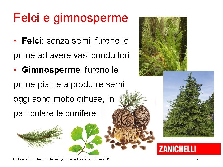 Felci e gimnosperme • Felci: senza semi, furono le prime ad avere vasi conduttori.