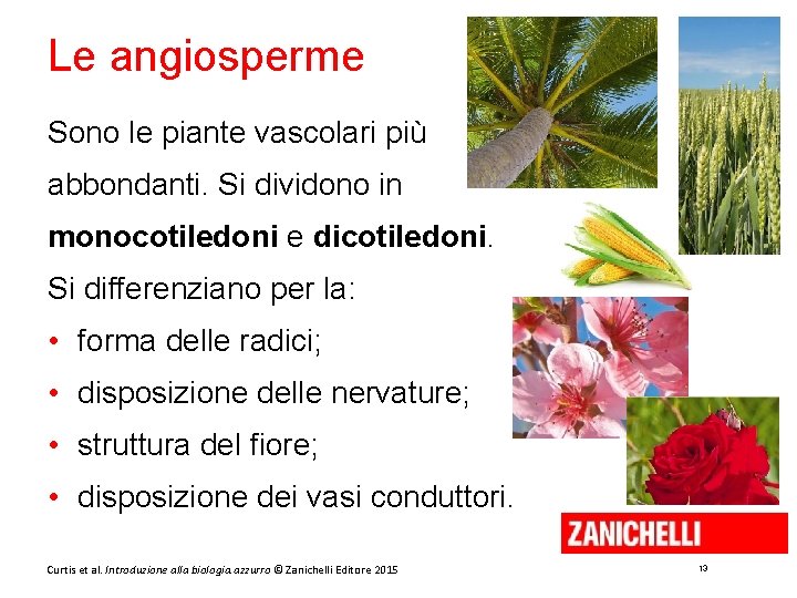 Le angiosperme Sono le piante vascolari più abbondanti. Si dividono in monocotiledoni e dicotiledoni.