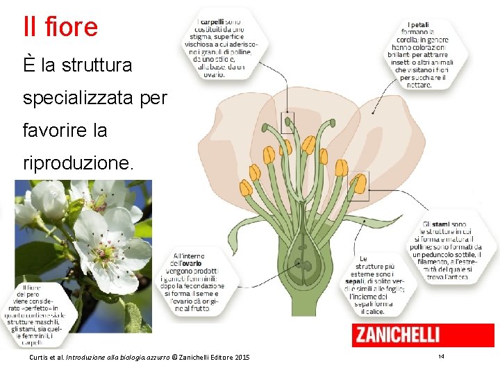 Il fiore È la struttura specializzata per favorire la riproduzione. Curtis et al. Introduzione