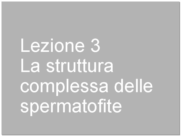 Lezione 3 La struttura complessa delle spermatofite 