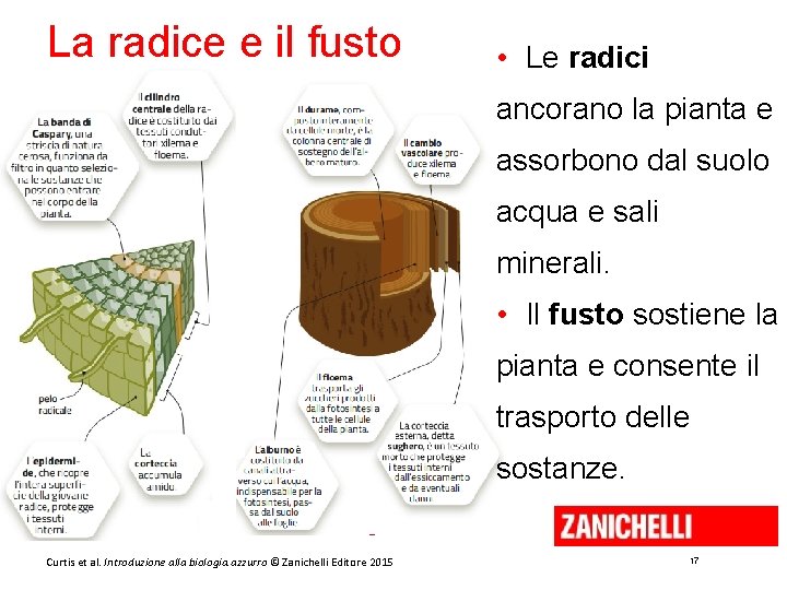 La radice e il fusto • Le radici ancorano la pianta e assorbono dal