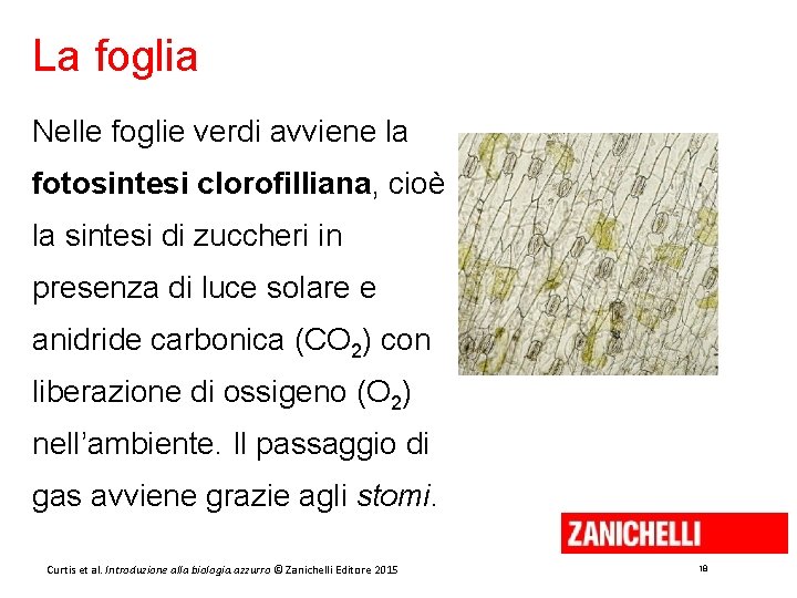 La foglia Nelle foglie verdi avviene la fotosintesi clorofilliana, cioè la sintesi di zuccheri