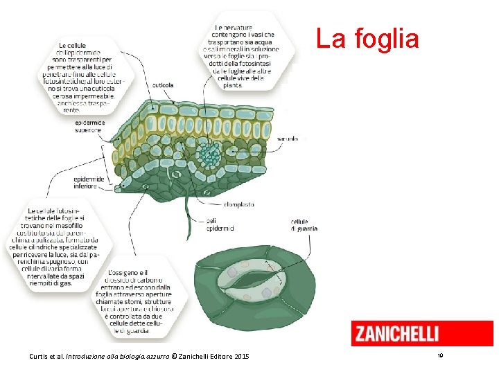 La foglia Curtis et al. Introduzione alla biologia. azzurro © Zanichelli Editore 2015 19