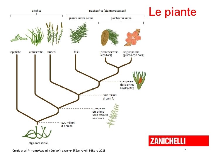 Le piante Curtis et al. Introduzione alla biologia. azzurro © Zanichelli Editore 2015 6