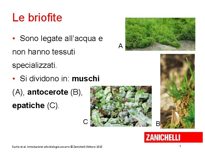 Le briofite • Sono legate all’acqua e non hanno tessuti A specializzati. • Si