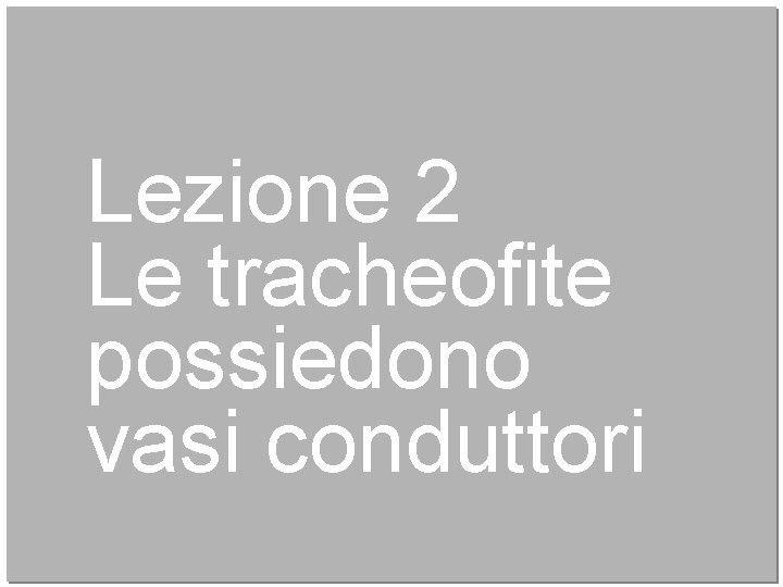 Lezione 2 Le tracheofite possiedono vasi conduttori 