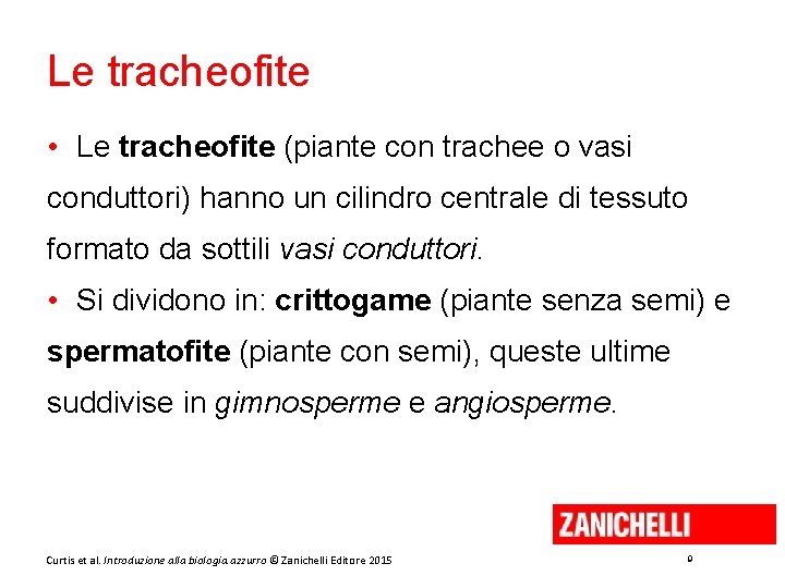 Le tracheofite • Le tracheofite (piante con trachee o vasi conduttori) hanno un cilindro