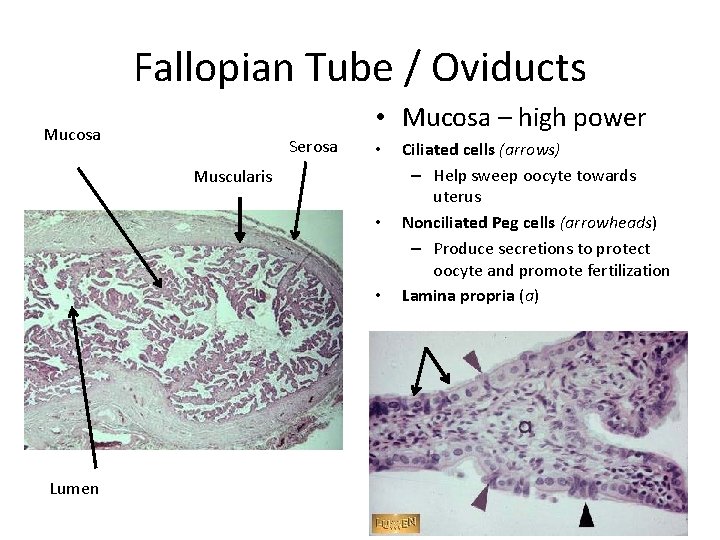 Fallopian Tube / Oviducts • Mucosa – high power Mucosa Serosa • Muscularis •