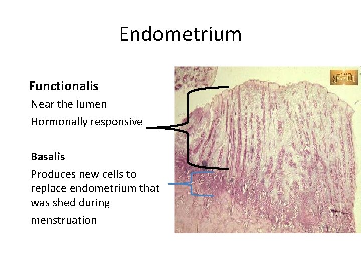 Endometrium Functionalis Near the lumen Hormonally responsive Basalis Produces new cells to replace endometrium
