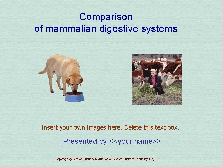 Comparison of mammalian digestive systems Insert your own images here. Delete this text box.