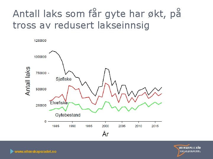 Antall laks som får gyte har økt, på tross av redusert lakseinnsig www. vitenskapsradet.