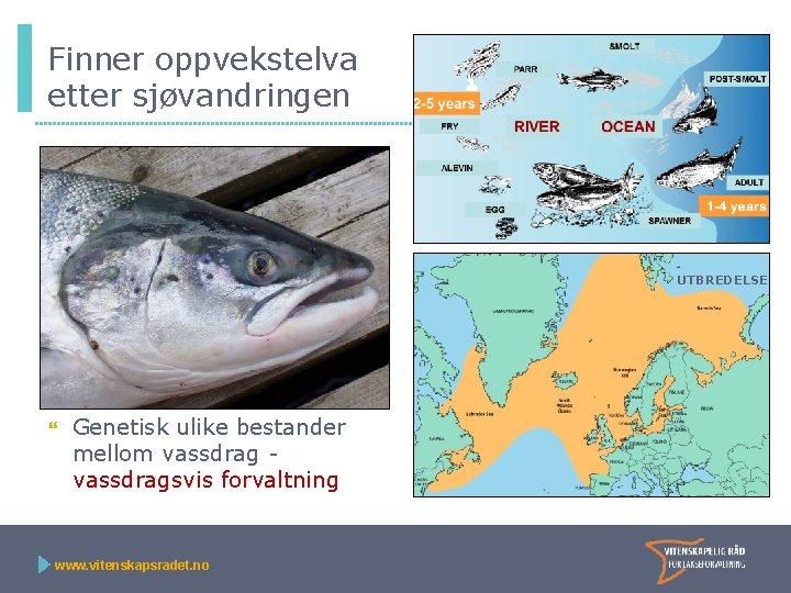 Finner oppvekstelva etter sjøvandringen UTBREDELSE Genetisk ulike bestander mellom vassdragsvis forvaltning www. vitenskapsradet. no