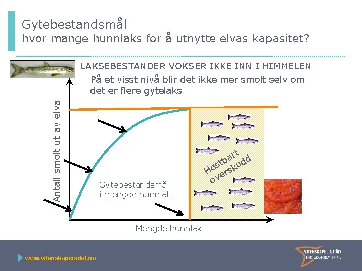 Gytebestandsmål hvor mange hunnlaks for å utnytte elvas kapasitet? Antall smolt ut av elva