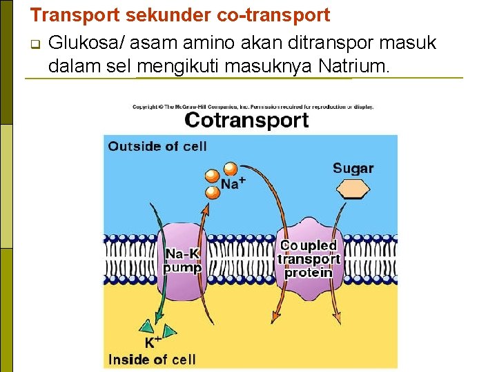 Transport sekunder co-transport q Glukosa/ asam amino akan ditranspor masuk dalam sel mengikuti masuknya