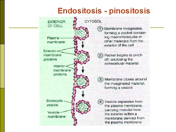 Endositosis - pinositosis 