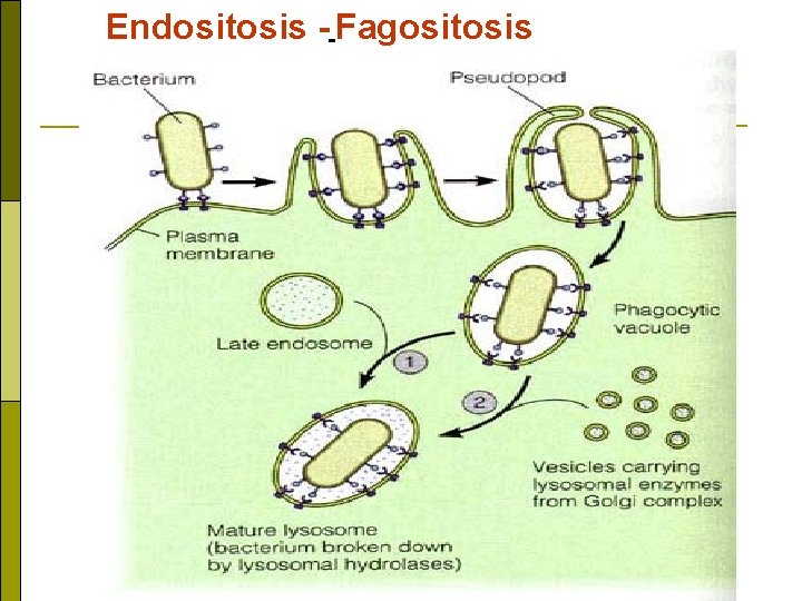 Endositosis - Fagositosis 