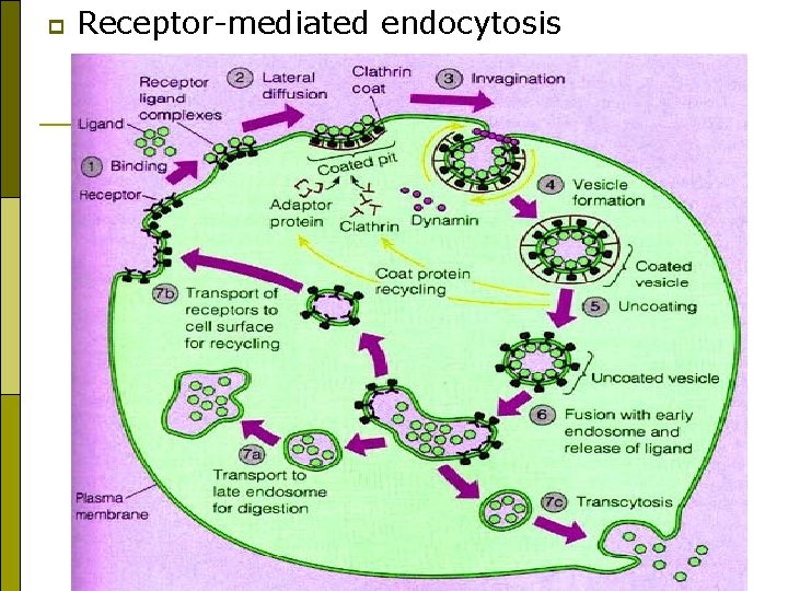p Receptor-mediated endocytosis 