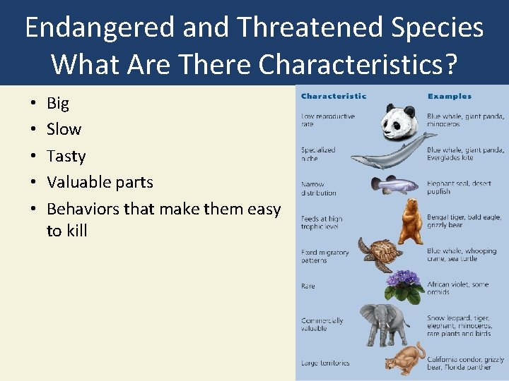 Endangered and Threatened Species What Are There Characteristics? • • • Big Slow Tasty