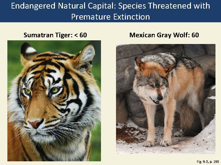 Endangered Natural Capital: Species Threatened with Premature Extinction Sumatran Tiger: < 60 Mexican Gray