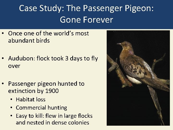 Case Study: The Passenger Pigeon: Gone Forever • Once one of the world’s most