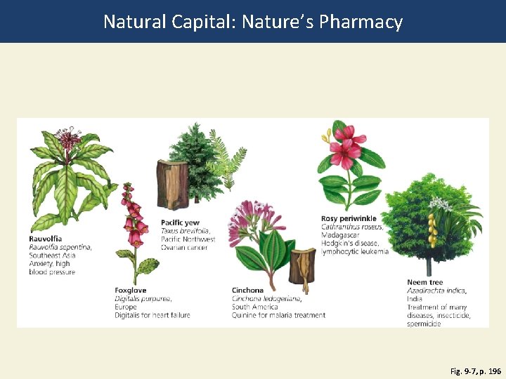 Natural Capital: Nature’s Pharmacy Fig. 9 -7, p. 196 