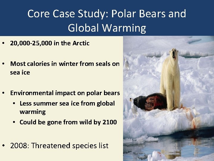 Core Case Study: Polar Bears and Global Warming • 20, 000 -25, 000 in