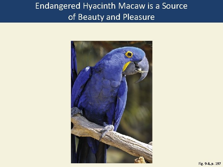 Endangered Hyacinth Macaw is a Source of Beauty and Pleasure Fig. 9 -8, p.