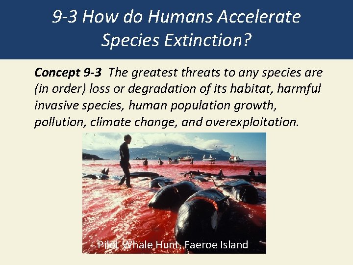 9 -3 How do Humans Accelerate Species Extinction? Concept 9 -3 The greatest threats