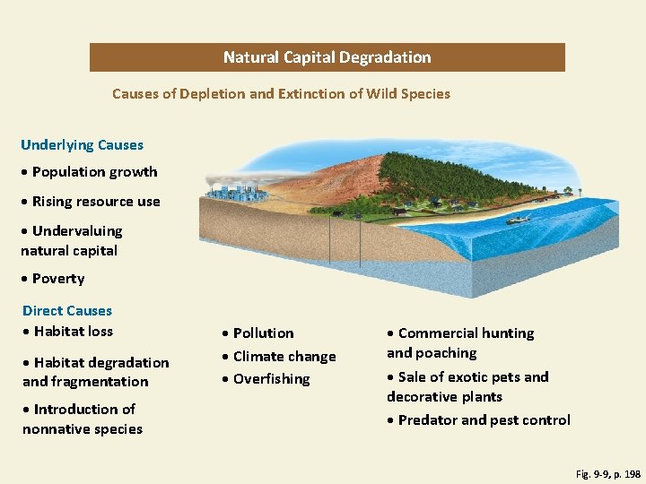 Natural Capital Degradation Causes of Depletion and Extinction of Wild Species Underlying Causes •